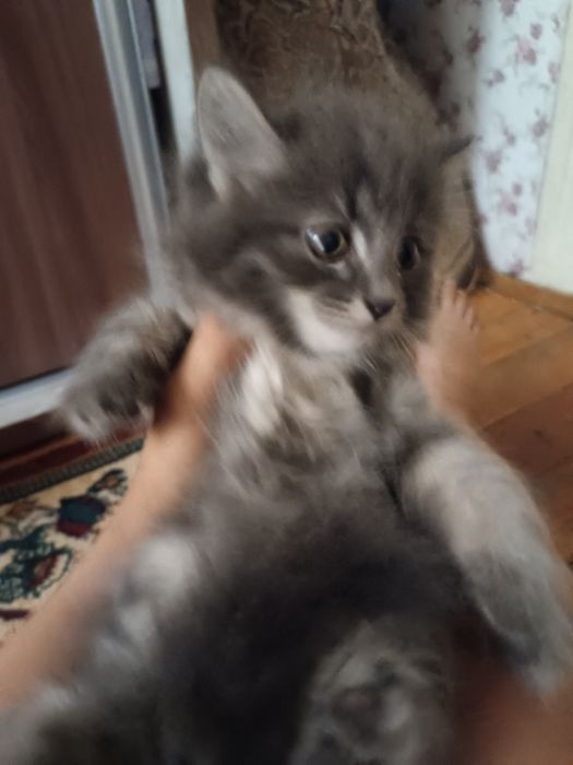 Котёнок скотиш фолд