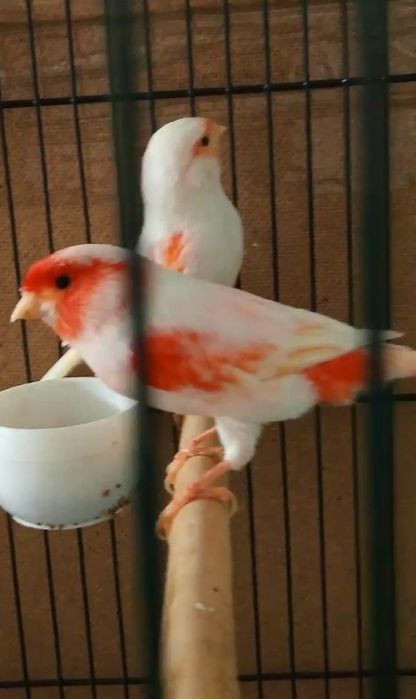 Канарейки красные мозайки 2025