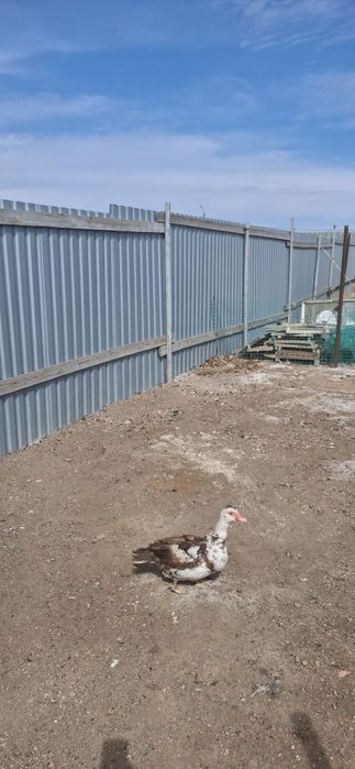 Продам Индоутку ей год