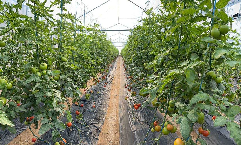 Parnik, teplisa, issiq’xona, Termiz Uchqizil