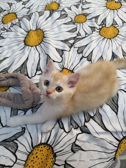 Продается кот 2,5 месяца