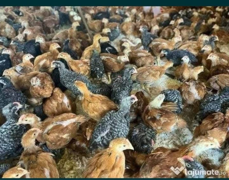 Ferma de puii  de carne si rasa mixata
