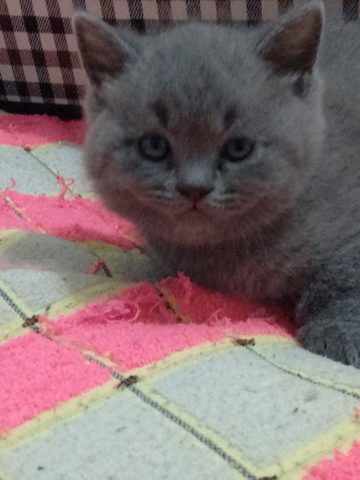 Котята Элитные котята