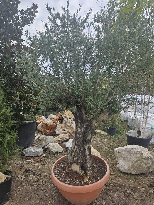 Palmieri tranhicarpus plante