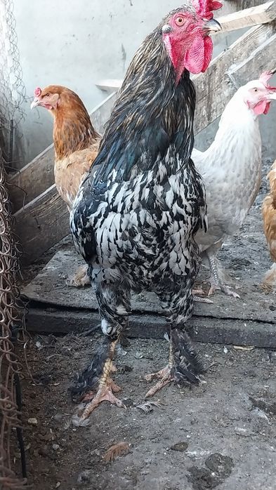 Инкубациялық жұмыртқа!