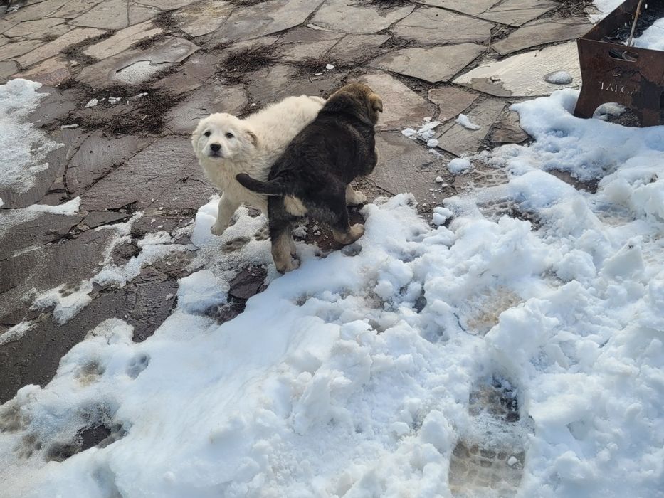 Отдам  двух алабаев шенят