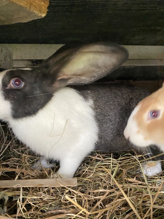 iepuri Hycole francez