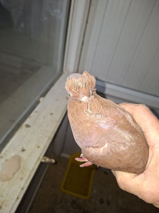 Продаётся бакинеские