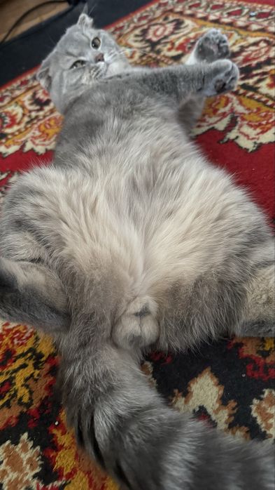 Вязка. Скоттиш фолд