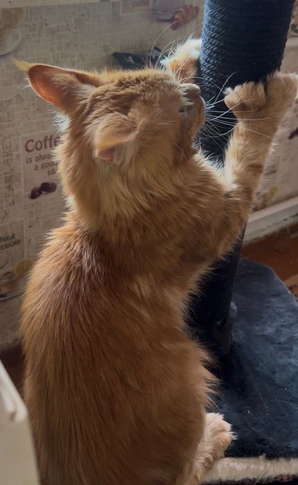 шикарный Мейн Кун полидакт на вязку