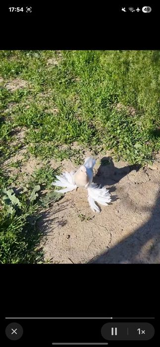 Старапародный пискуны