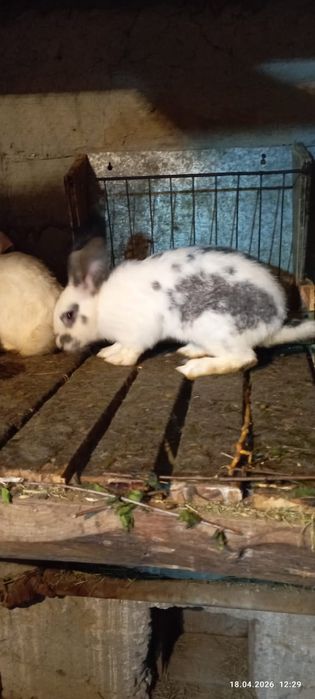 кролики порода фландер