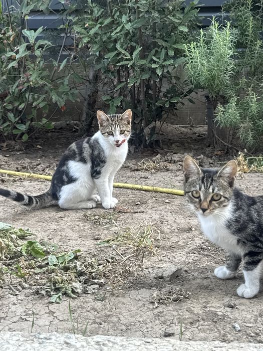 Adopție pui pisică