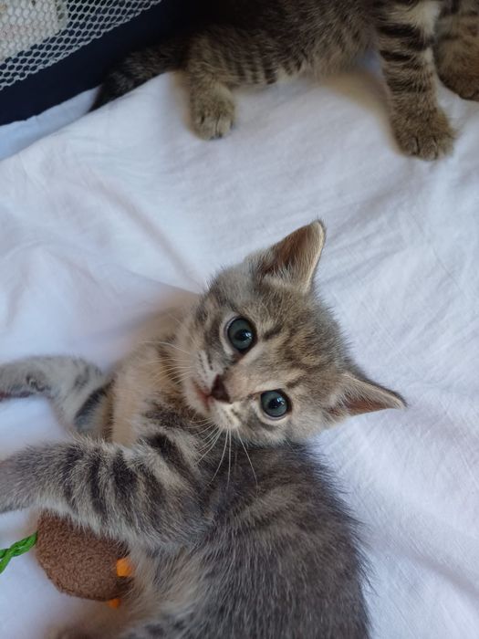 Котята 1,5 месяца только в добрые руки!