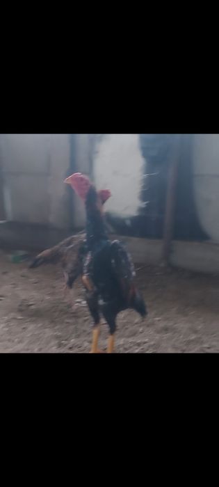 О  шамо   100%тік