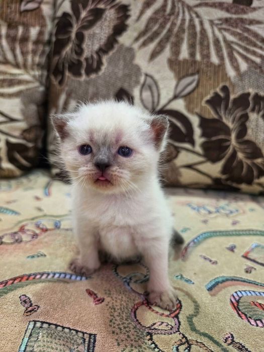 Продам котят скоттиш-страйт