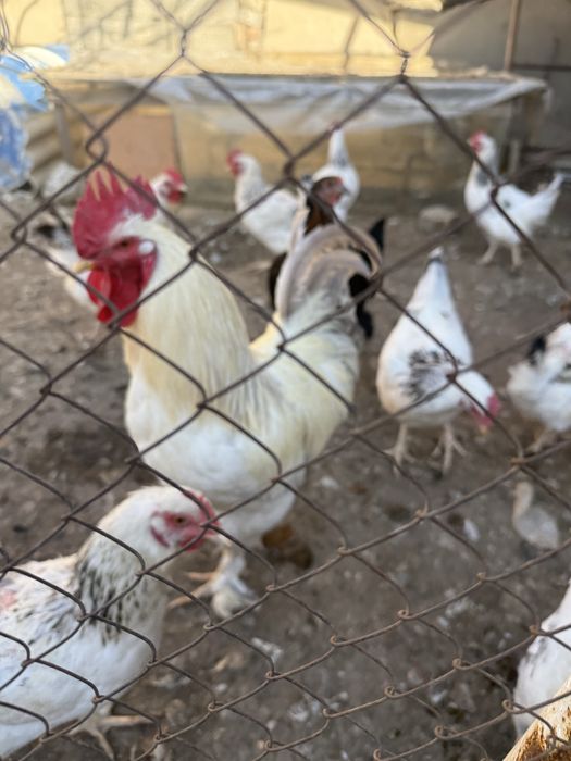 Цыплята Адлер и Пушкин