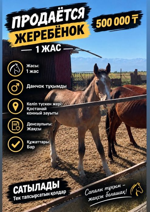 Жеребёнок с документами