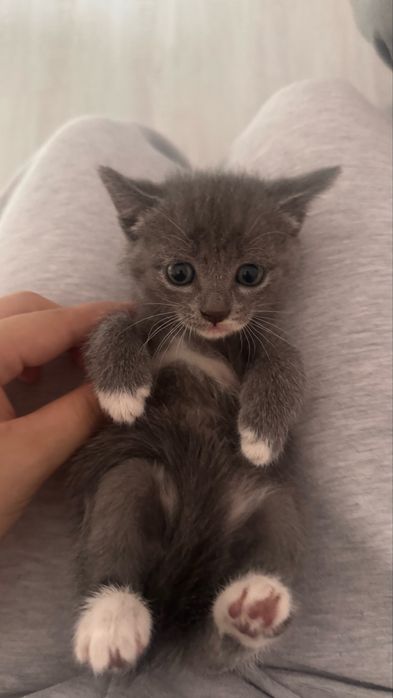 маленький котёнок