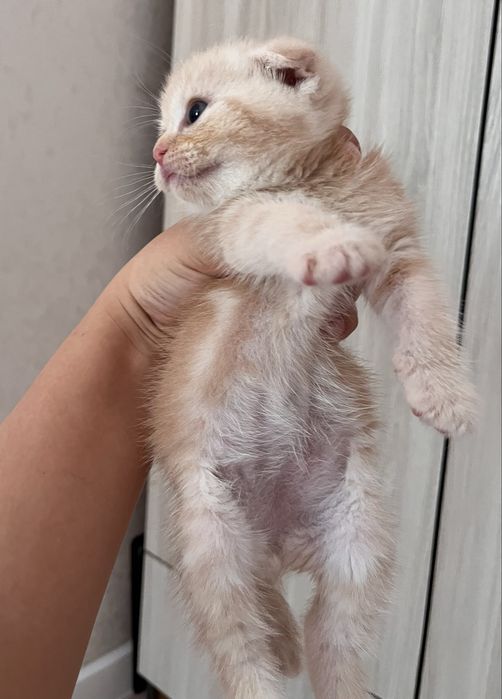 Шотландские котята