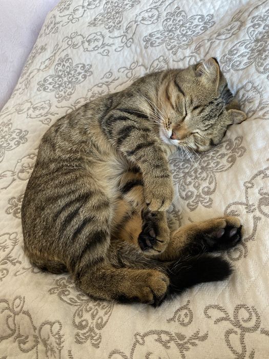 кошка ищет новый дом