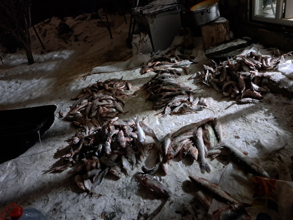 Ребец бар размер әр турлі