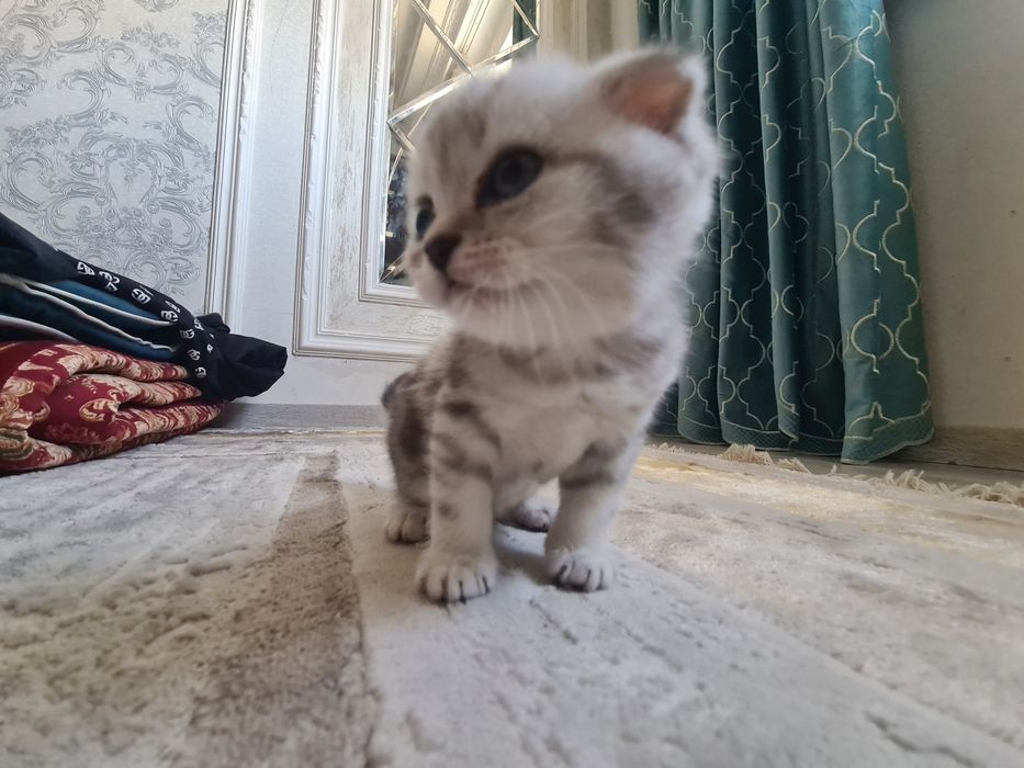 Продаю котика пародистова