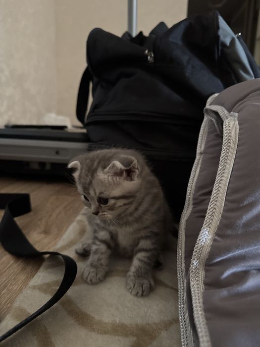 Котята кошки мысык