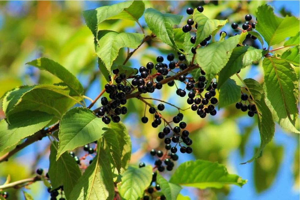 Саженцы черёмухи