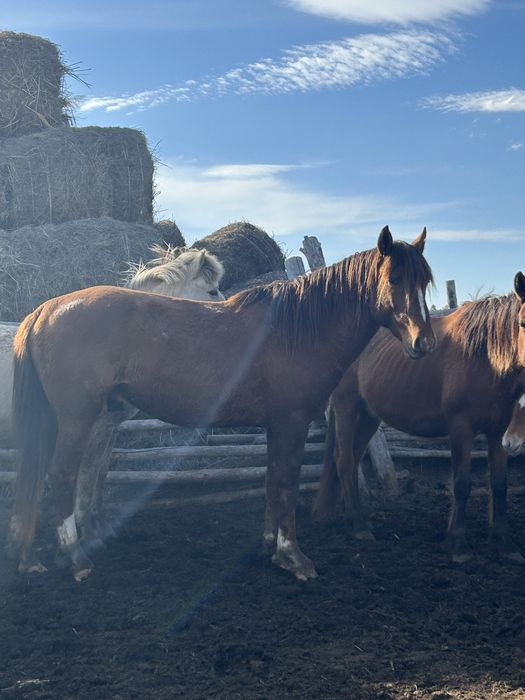 Продам жеребца 6 лет