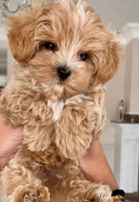 Maltipoo mini toy
