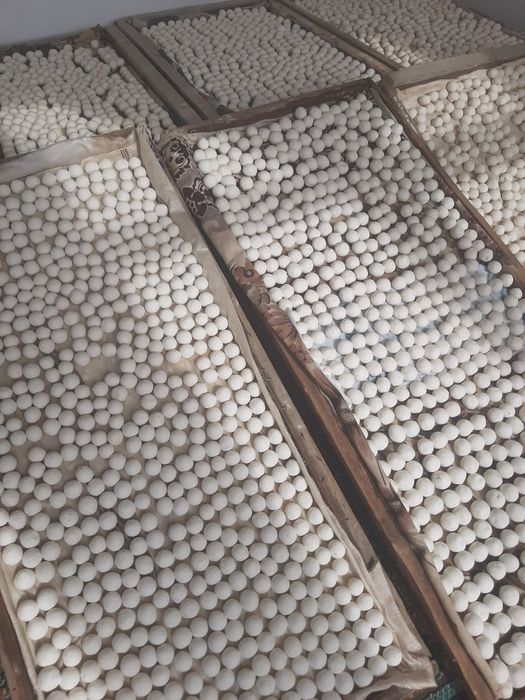 Zomin Qurti qaynatilgan Sifatli va hamyonbop