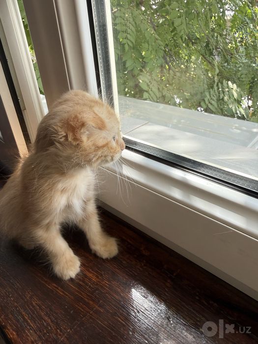 Вислоухие котята