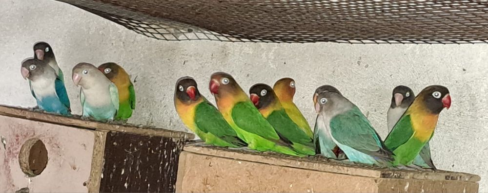 Papagali cantatori ,Nimfe,Micul si Marele Alexandru, Rossela, Agaponis