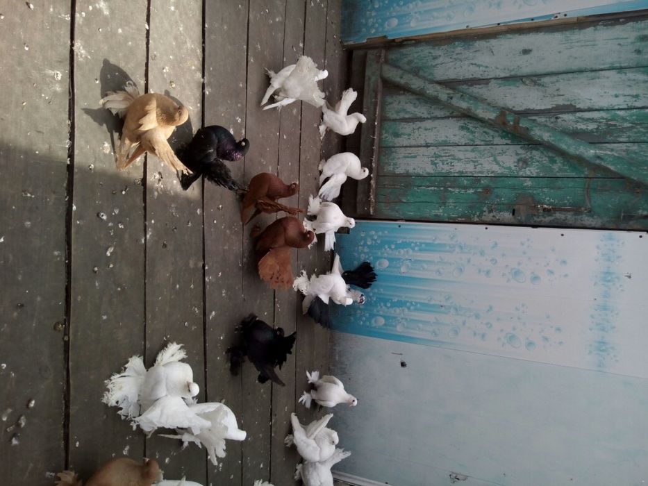 Продам голубей разных