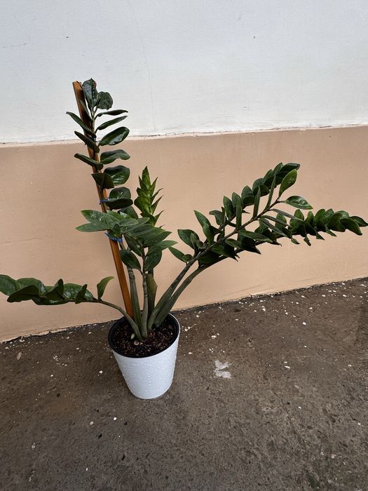 Продам Замиакулькас