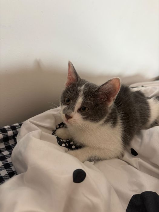 Бесплатно котенок