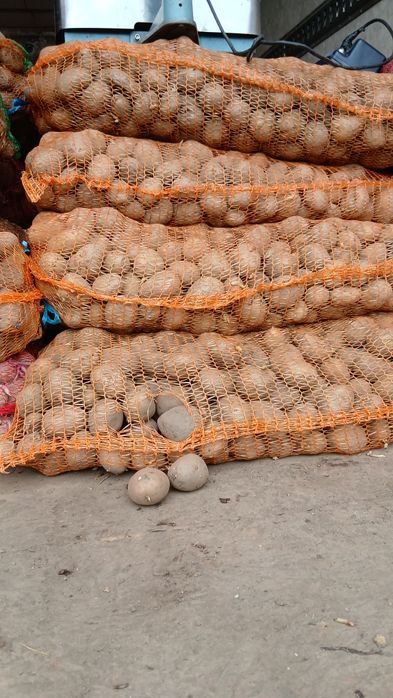 Cartofi animale 074[060]45[98)