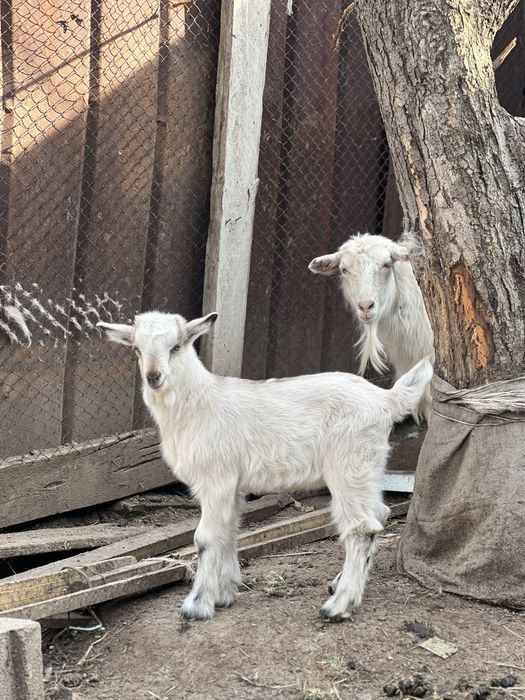 Ешкі сатылады еркек лағымен