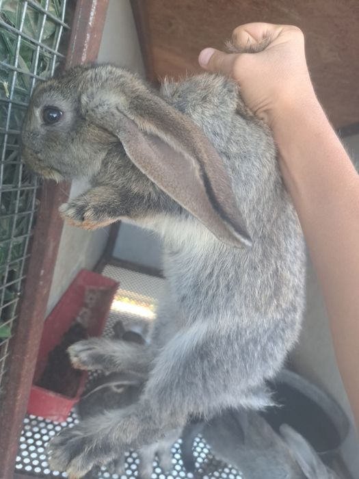 Pui de iepure disponibili doar pe Maro restul sunt vânduți