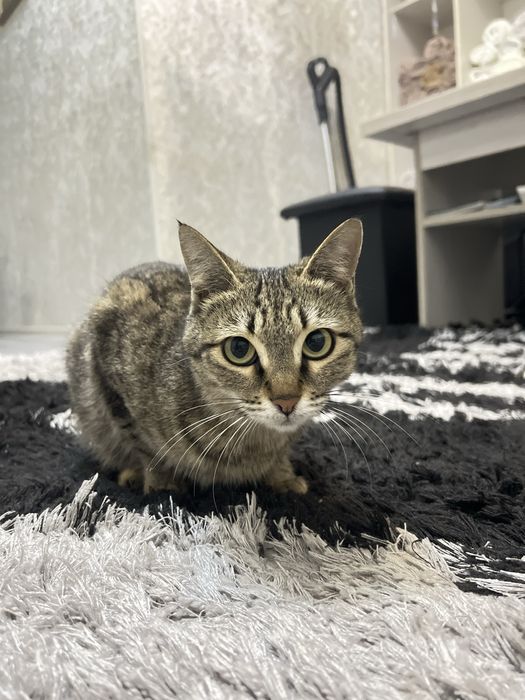 отдадим кошку даром беременная