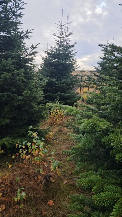 Brazi de craciun si cetina