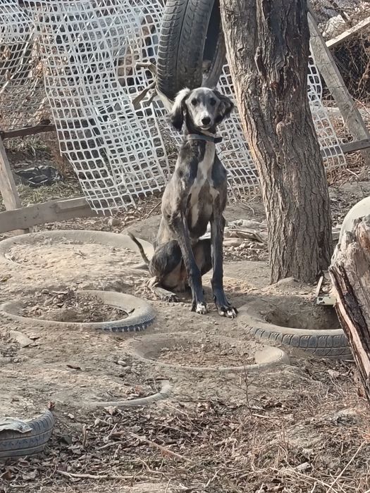 Тазы сатылады 10 аилык