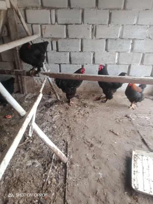 Барма тауықтар сатылады