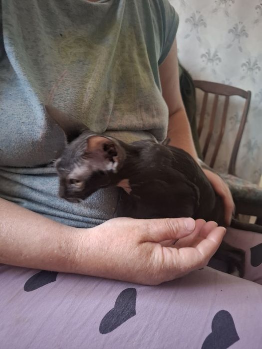 Продам  катёнка   сфинкс