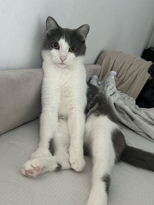 Отдам кота в добрые руки