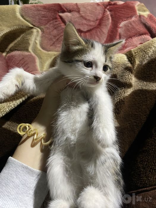 Котята отдаются бесплатно