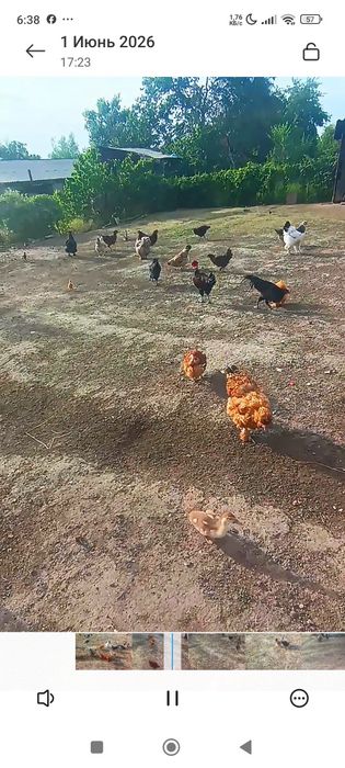 Домашнии куры продам