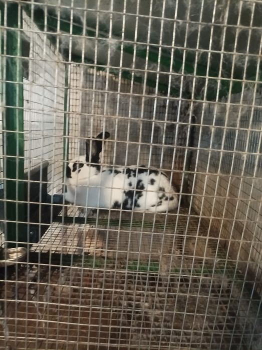 Продавам зайци намират се в Враца