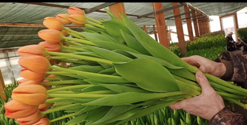 Белорусский тюльпан оптом с теплицы